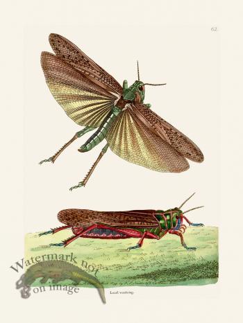 062 Loucast Wandering